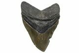 Serrated, Fossil Megalodon Tooth - North Carolina #345655-1